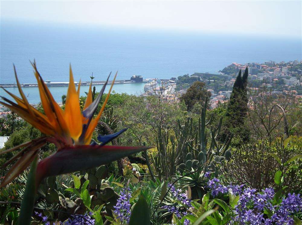 Birds of Paradise, a favourite flower in lovely Madeira.