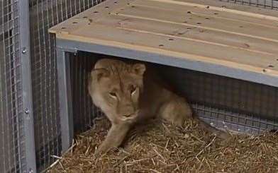 Yuna has arrived at The Big Cat Sanctuary in Smarden. Picture: The Big Cat Sanctuary