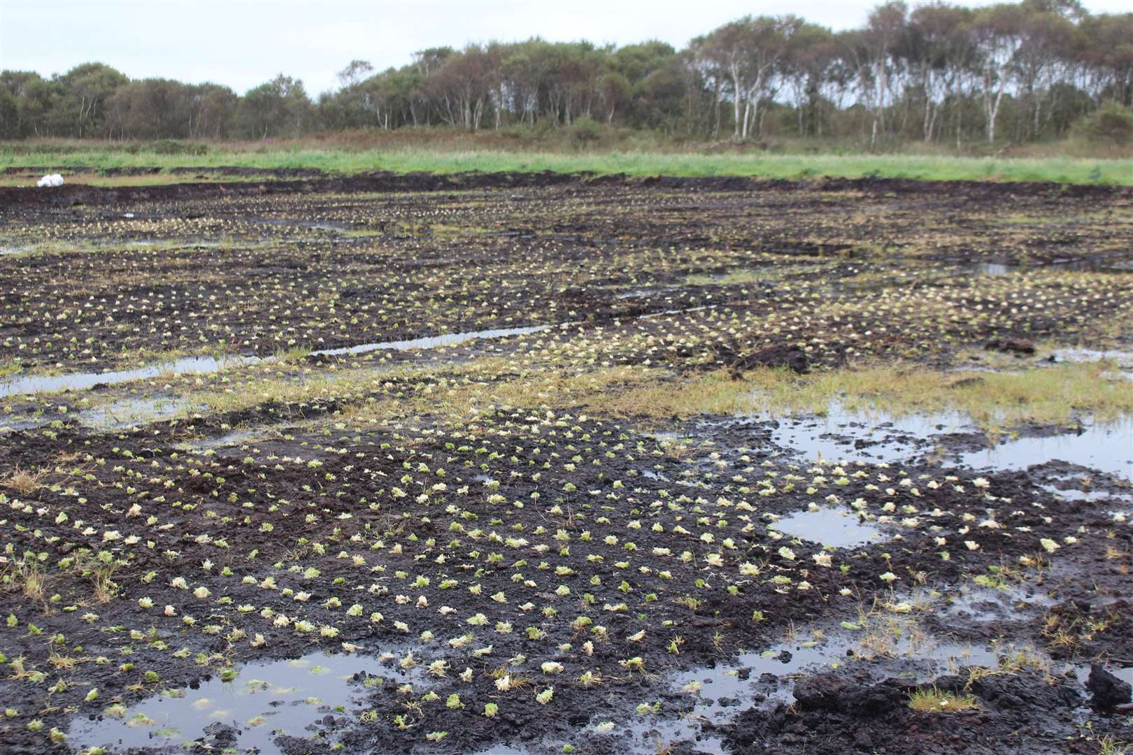 Carbon farm cell planted with sphagnum moss plugs at Winmarleigh as part of a scheme to store carbon (Lancashire Wildlife Trust)