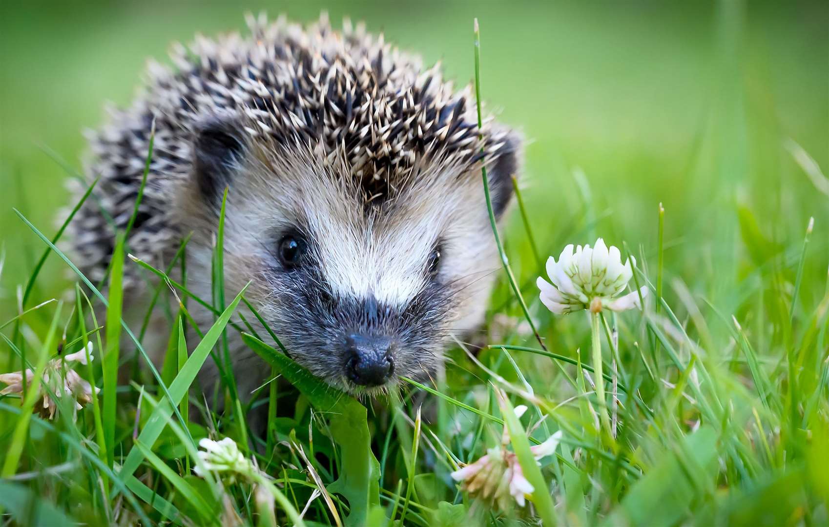 The government has guidelines on how to make gardens hedgehog-friendly. Picture: Stock