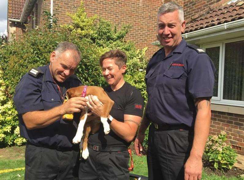 Firefighters were called out at 3.15pm after owners struggled to free the puppy