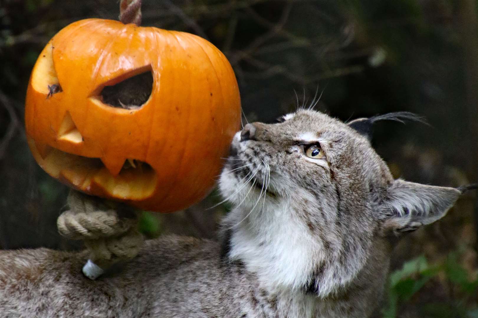 A lynx at Wildwood checks out a pumpkin treat