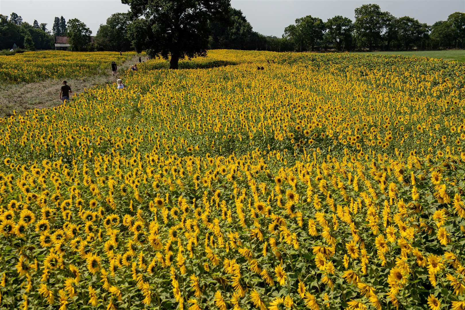 Sunflower fields in the UK cannot make up the shortfall (PA)