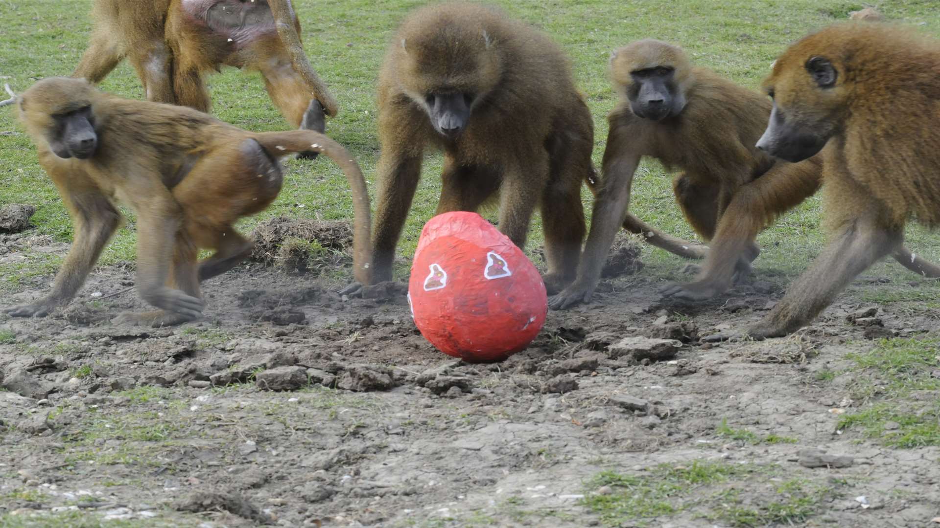 Guinea baboons at Port Lympne. One escaped his enclosure earlier today but has been caught by keepers