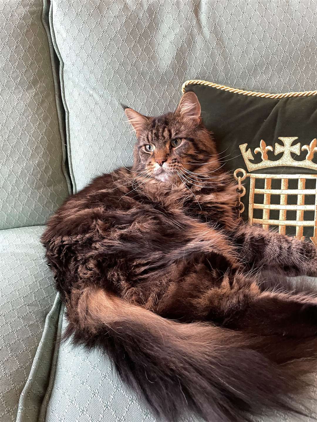 Attlee is a brown tabby Maine Coon (Richard Wheeler/PA)