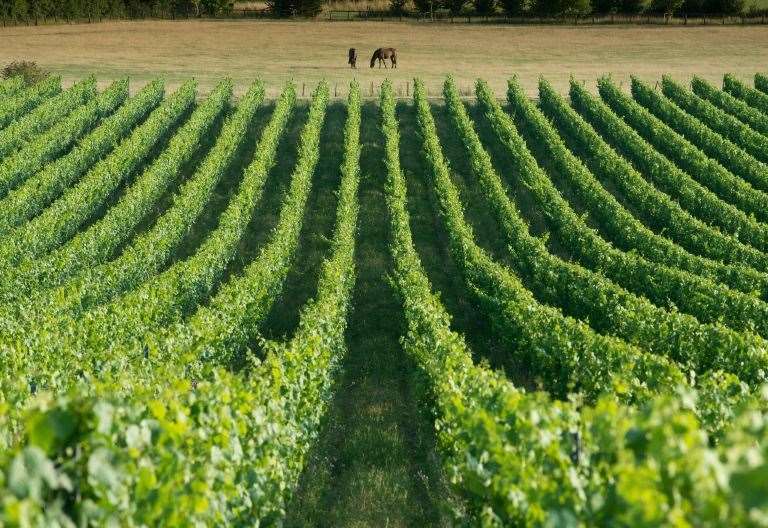 Chapel Down's current vineyard near Tenterden