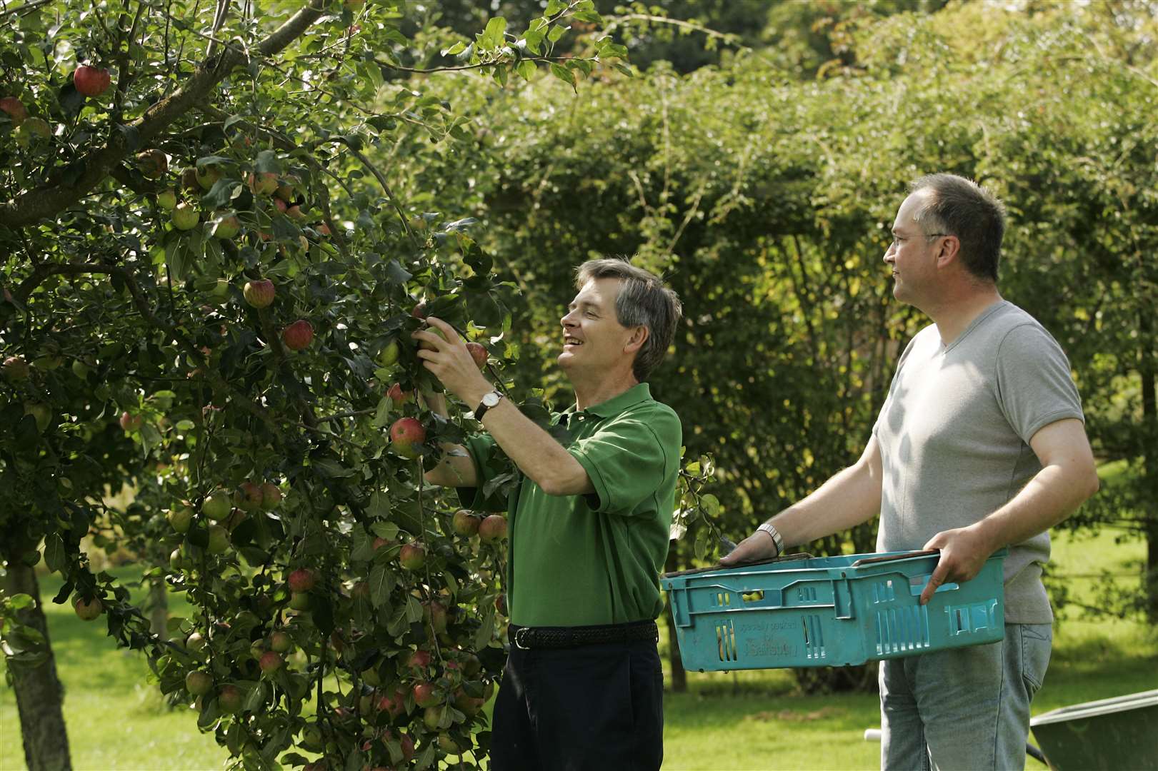 Volunteer gardeners picking apples at Bateman's Picture: National Trust Images