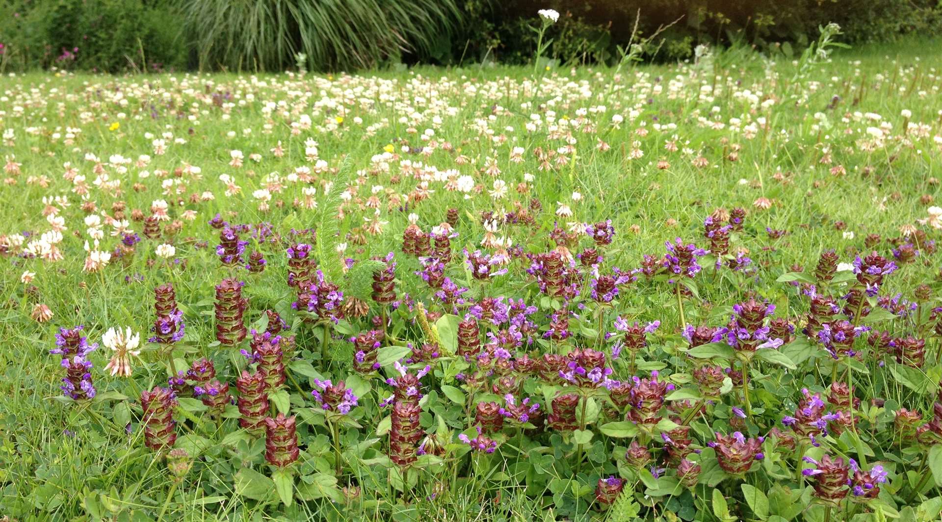 People are becoming more aware of the role of wildflowers, Plantlife says (Trevor Dines/Plantlife/PA)