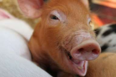 Tick off visiting a farm at the Rare Breeds Centre in Woodchurch