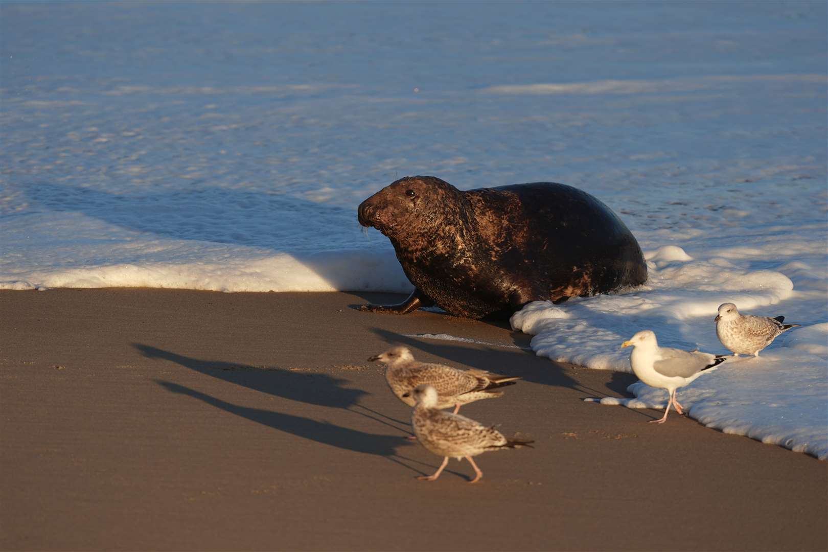 A young grey seal surrounded by gulls (Joe Giddens/PA)