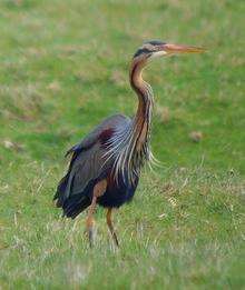 Purple heron