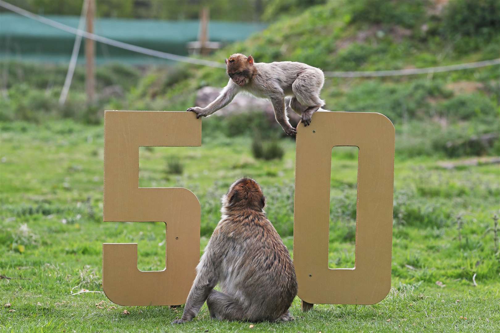 Barbary macaques join the celebrations as Blair Drummond Safari Park near Stirling marks its 50th anniversary (Andrew Milligan/PA)