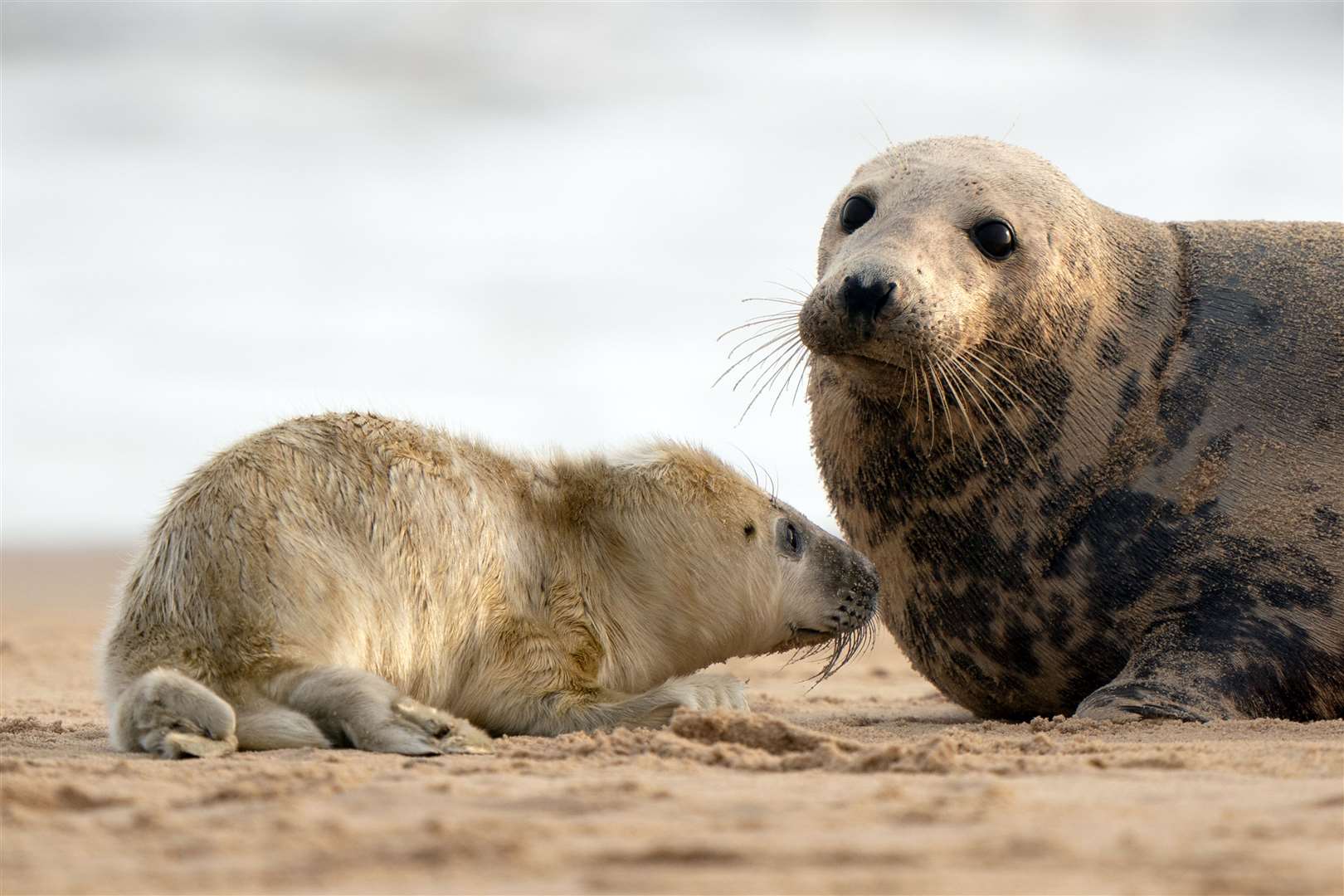 A grey seal with her newborn pup on the beach at Horsey (Joe Giddens/PA)