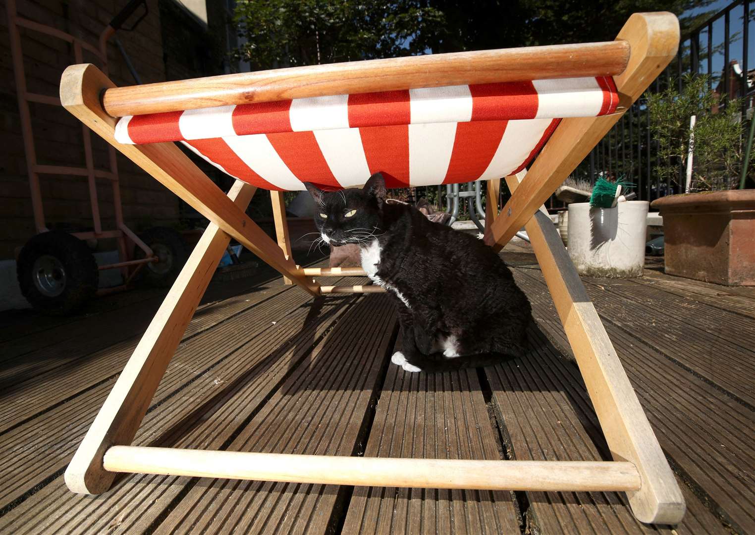 Zaphy, a 12-year-old Devon Rex cat, finds shelter underneath a deckchair in north London, during a heatwave (Yui Mok/PA)