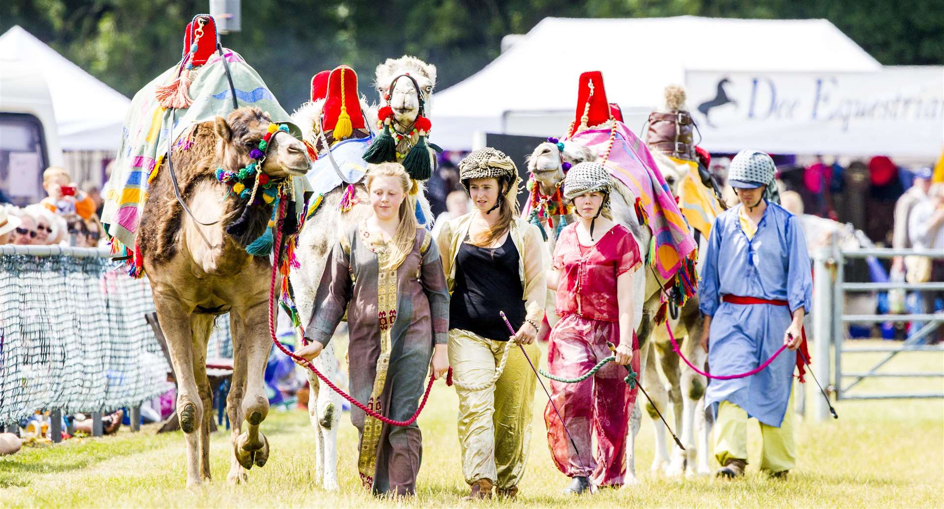 Racing camels are coming to the Kent County Show in 2020