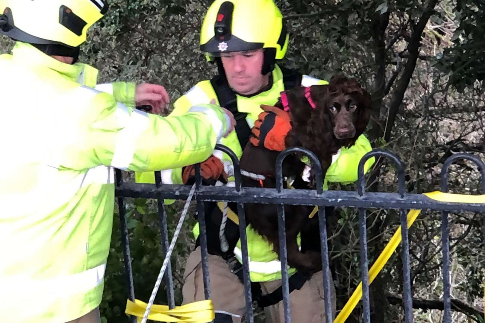 The spaniel was rescued after falling down a cliff in Folkestone. Photo: Peter Phillips