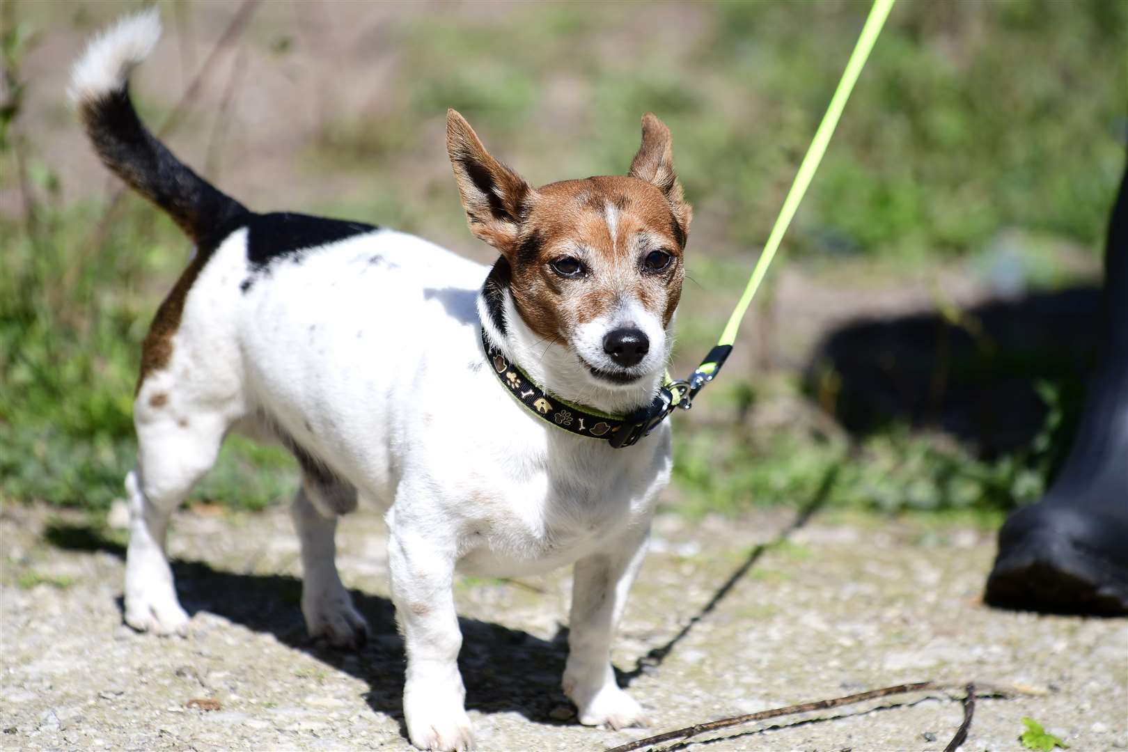 Toby, the dog that belonged to Julia, helped with the reconstruction. Picture: Barry Goodwin