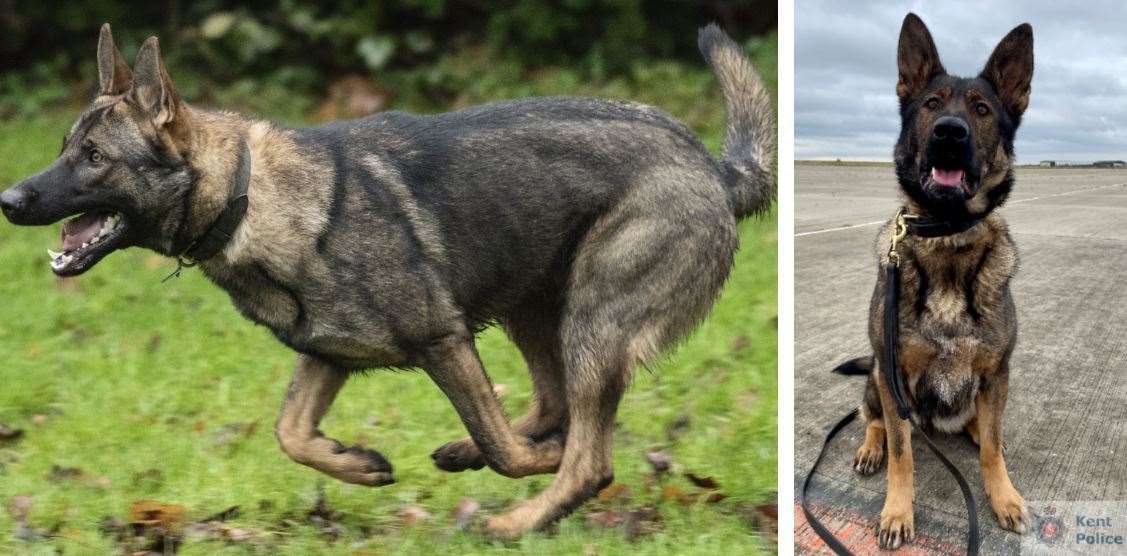 Police dogs Chewy and Fallon. Picture: Kent Police