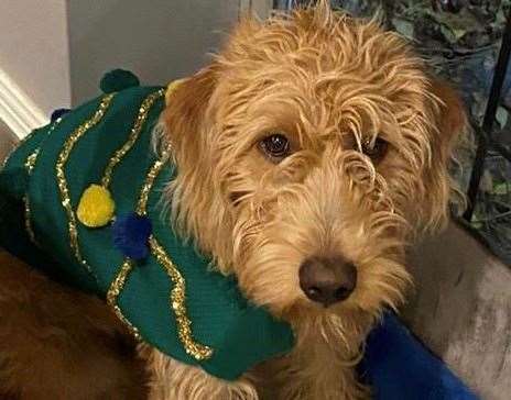 Vets are reminding dog owners about the toxicity of raisins and grapes after Nutmeg needed emergency treatment after eating almost half a Christmas pudding