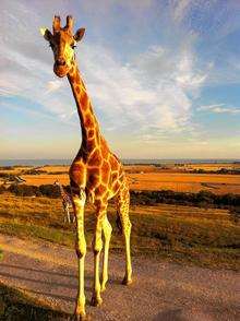 Giraffes roam free at Port Lympne’s 600-acre African safari experience Picture: The Aspinall Foundation