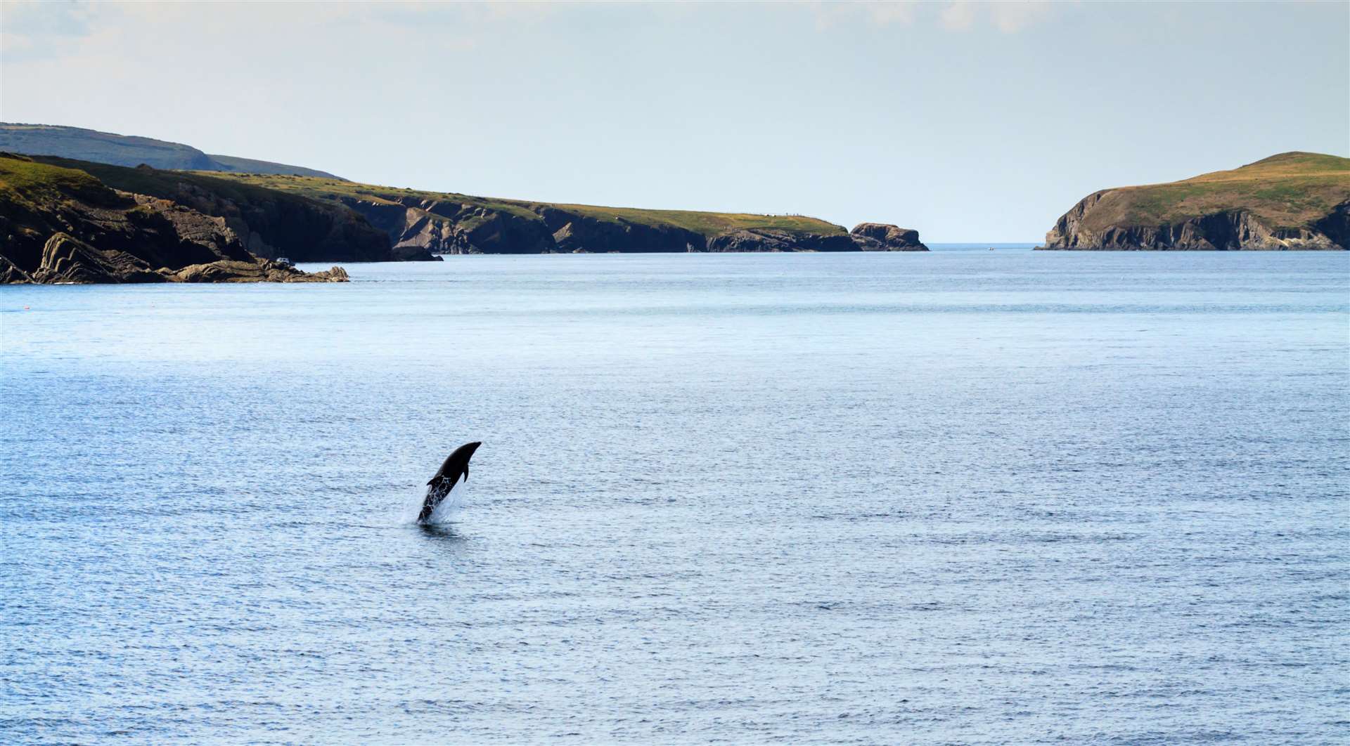 Welsh Water’s Cardigan plant discharges into the River Teifi, which flows into Cardigan Bay, home to Europe’s largest population of bottlenose dolphins (Gavin Haskell/Alamy/PA)