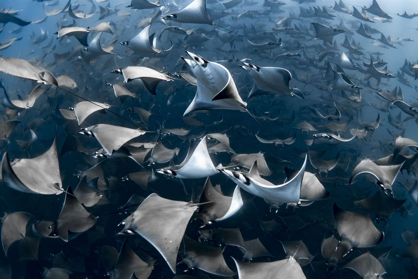 Nadia Aly’s picture of mobula rays was the overall winner (Nadia Aly/Ocean Photography Awards/PA)