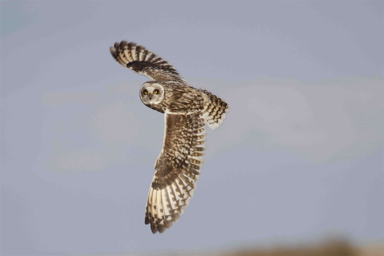 Short-eared owls have been seen on the moor (Andrew Capell/National Trust/PA)