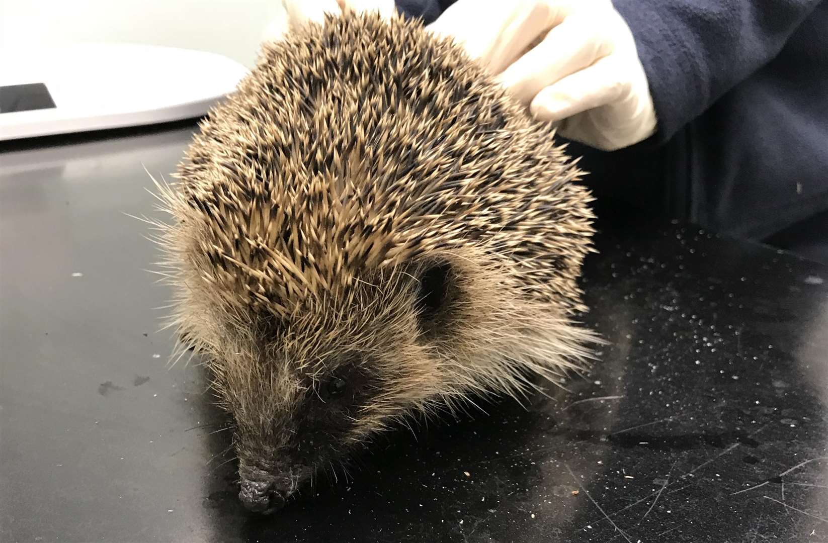 The hedgehog was rescued by a member of the public (5323232)