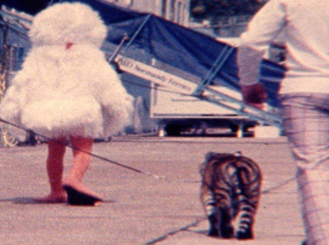 A live young tiger and the mascot Sid the Seagull with the new Dover ferry in 1978, The Tiger. Picture: Dover Film Society