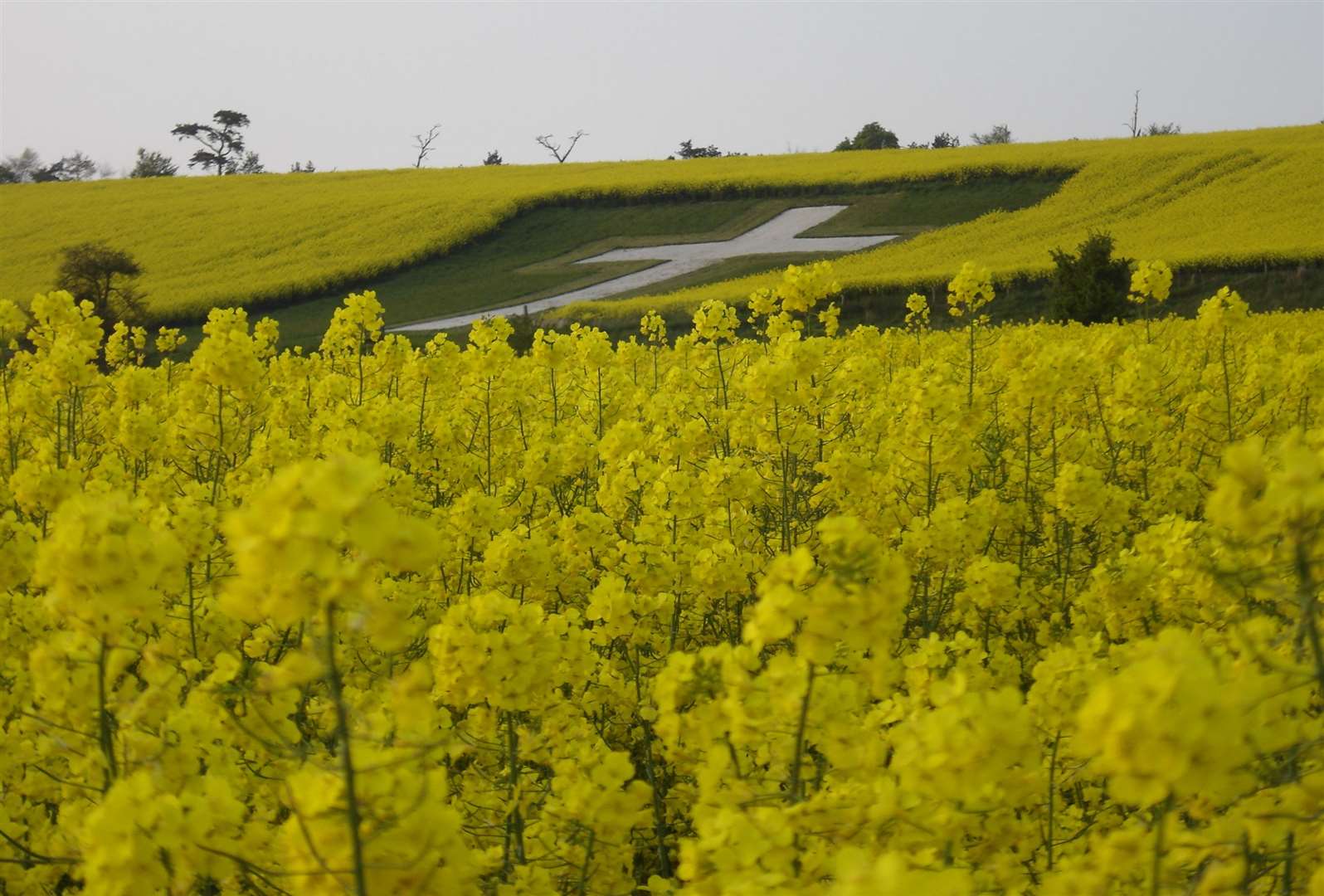 Hasley Baker of Hubards Hill, Lenham, took this photo of the cross on the North Downs in June 2008