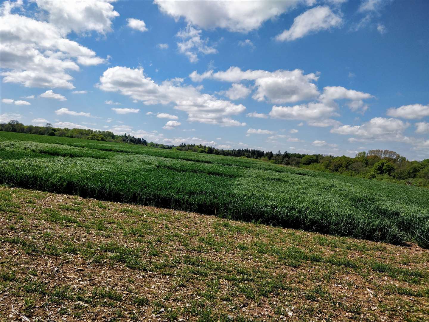 Field trials for detecting glyphosate-resistant weeds are under way (John Cussans)