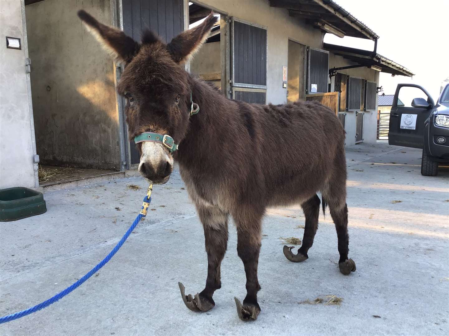 A donkey with severely overgrown hooves was found abandoned and in severe pain during the lockdown (Donegal Donkey Sanctuary/PA)