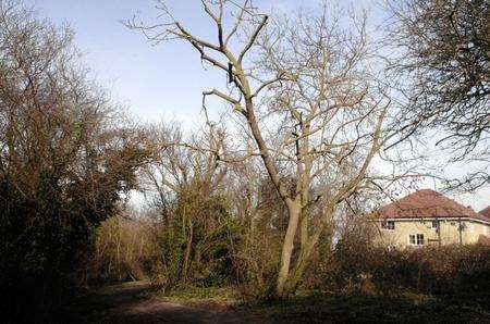 The lopped trees along the footpath between Glenbervie Drive and Manor Road, Beltinge. Picture:Chris Davey