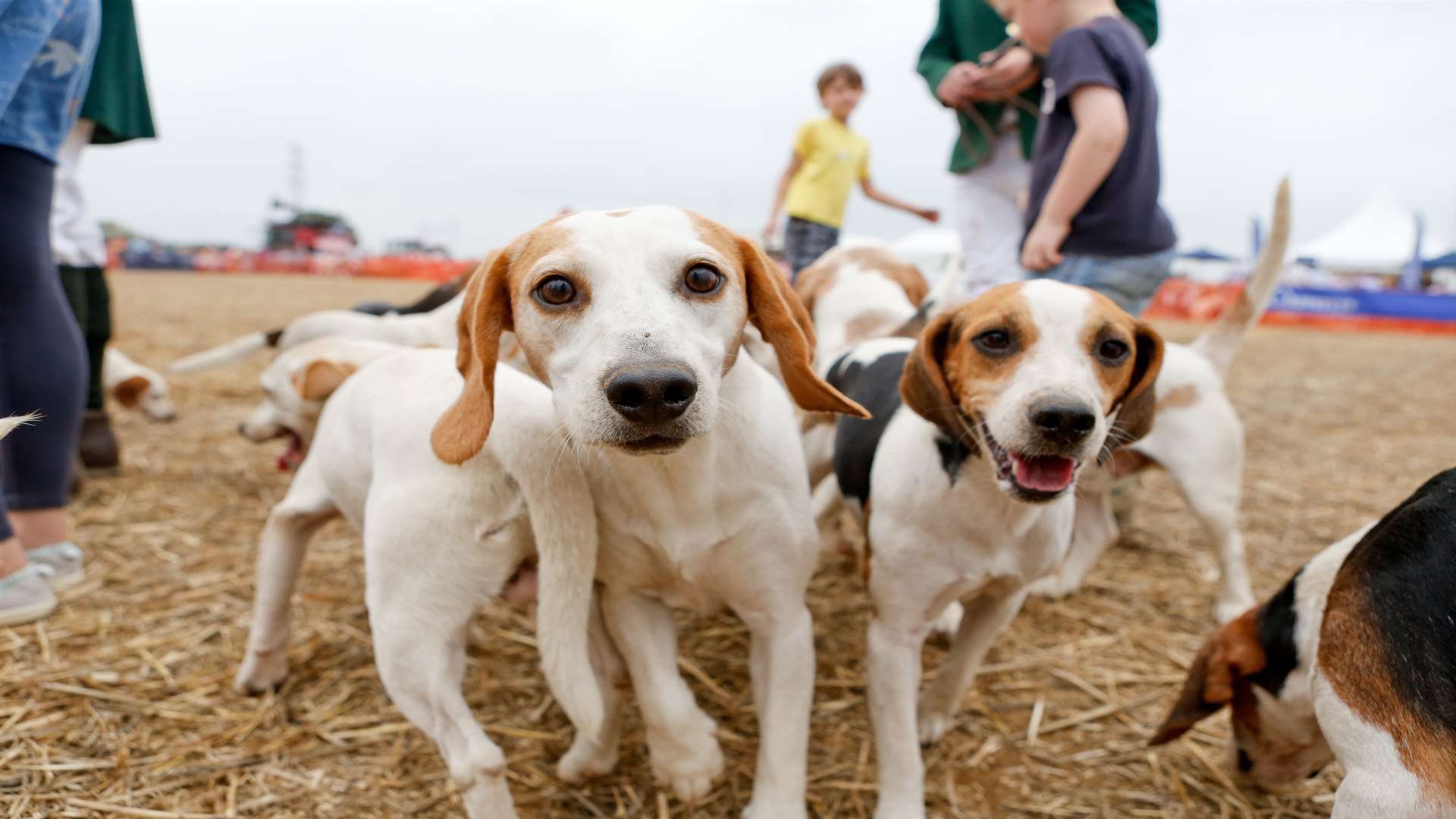 The Bolebroke hounds Picture: Matthew Walker