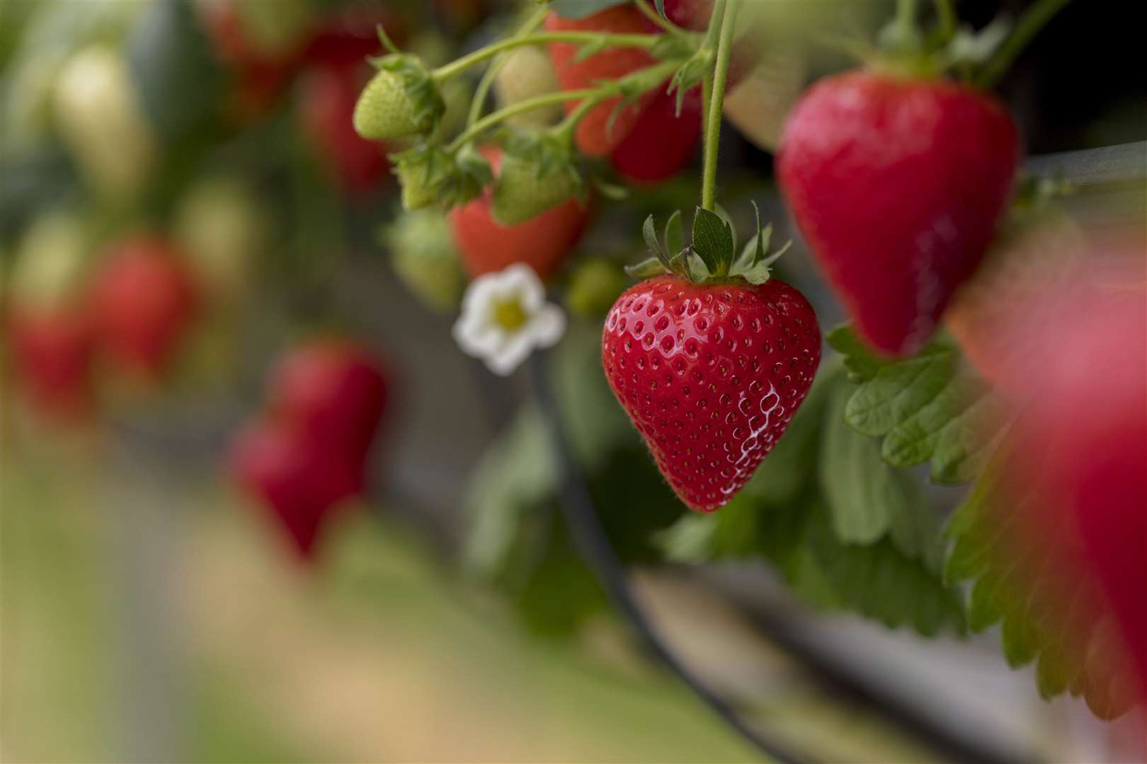 Strawberry season is here and hitting the shelves