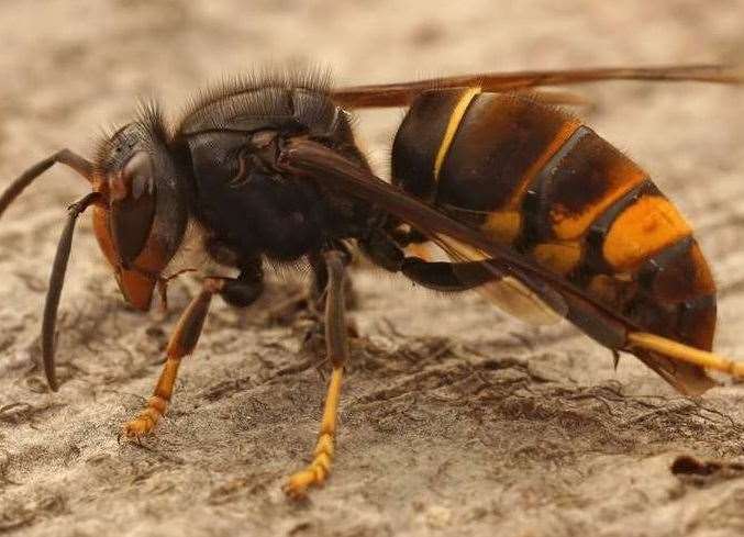 If you see an Asian Hornet, you must report it. iStock image