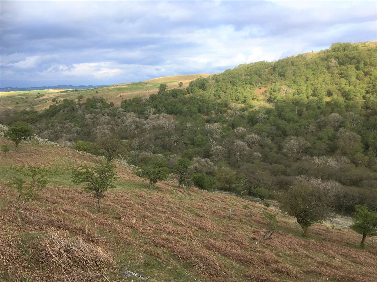 All the sites are allowing natural regeneration including here at Haweswater (Alastair Driver/Rewilding Britain/PA)