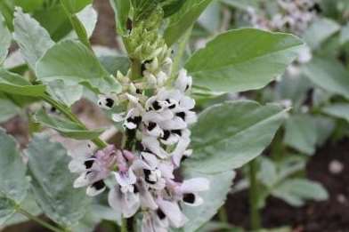 Broad beans under attack