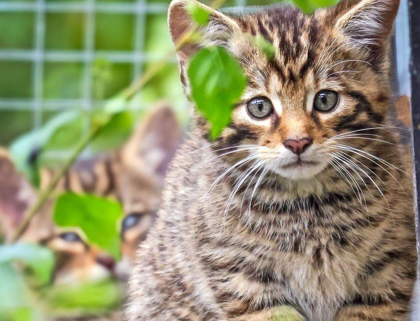 One of the wildcat kittens at Wildwood, near Herne Bay. Picture: Dave Butcher