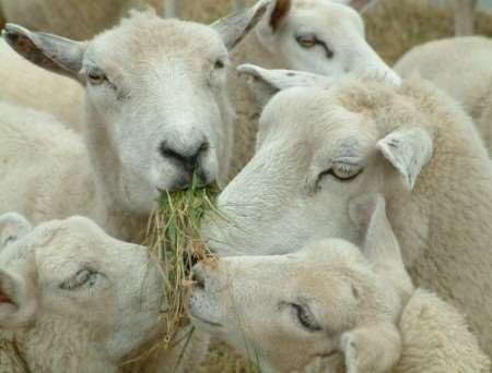 Sheep have been killed around Ulcombe. File picture courtesy of Colin Miles of Bapchild