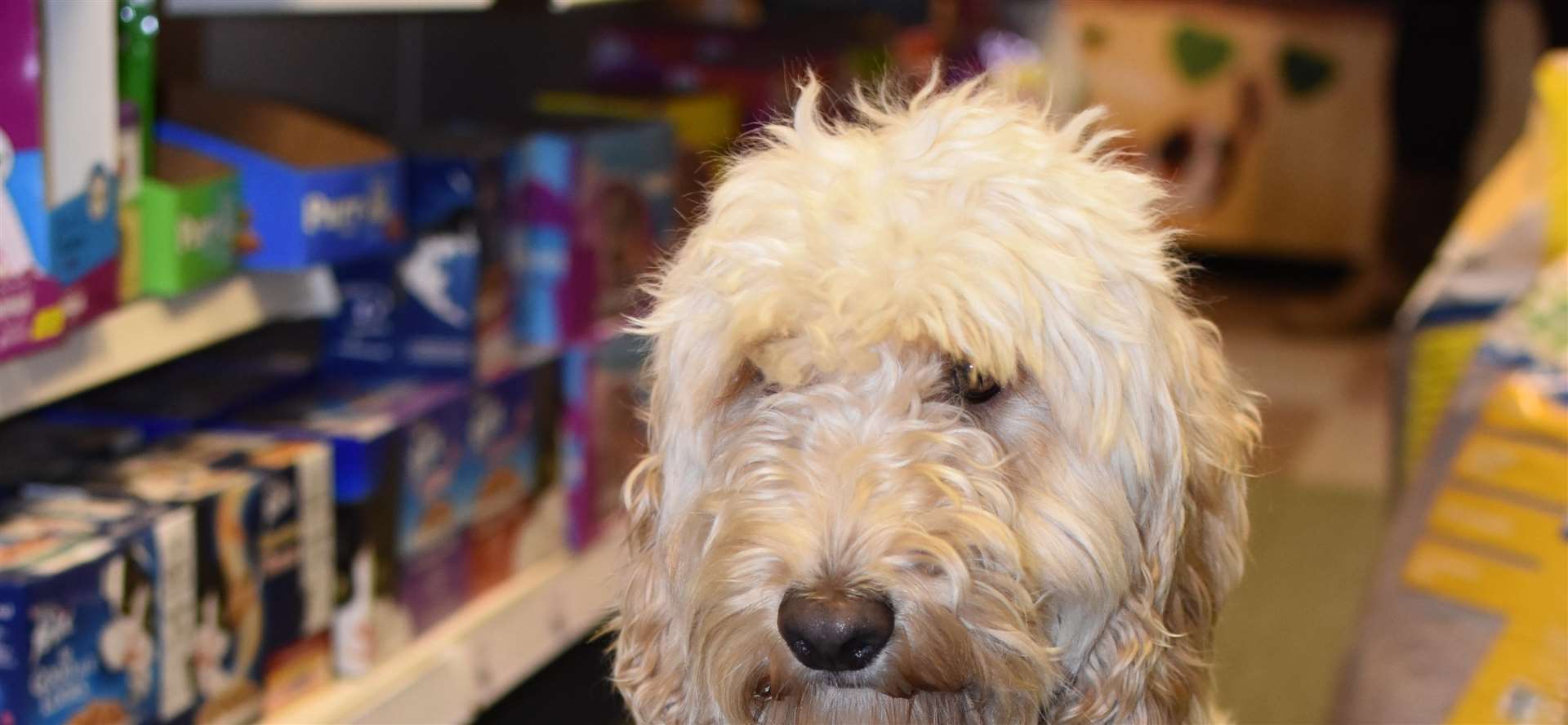 Whitby, the school dog at Our Lady of Hartley Catholic Primary School