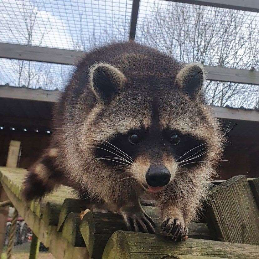 Randle the raccoon is just one of the animals Andy, his wife, and daughter have been caring for. Picture: The Fenn Bell Conservation Project
