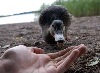 A Kingdom officer fined a woman for feeding ducks in Maidstone. Picture: iStock