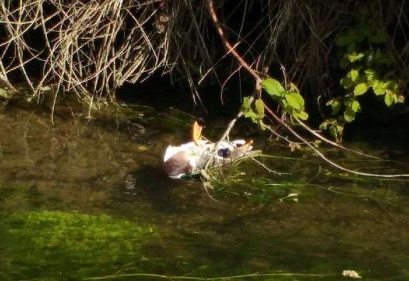 More birds have been found dead. Pic: Beverley Paton (9744453)