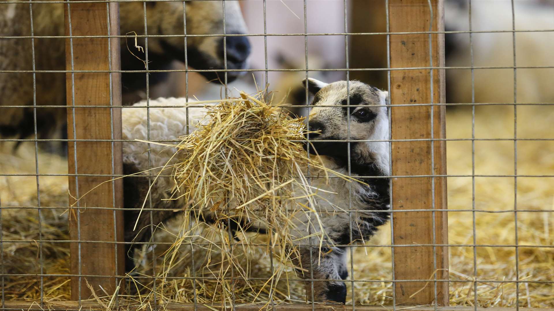 There could even be some lambs at Kent Life, Maidstone Picture: Martin Apps