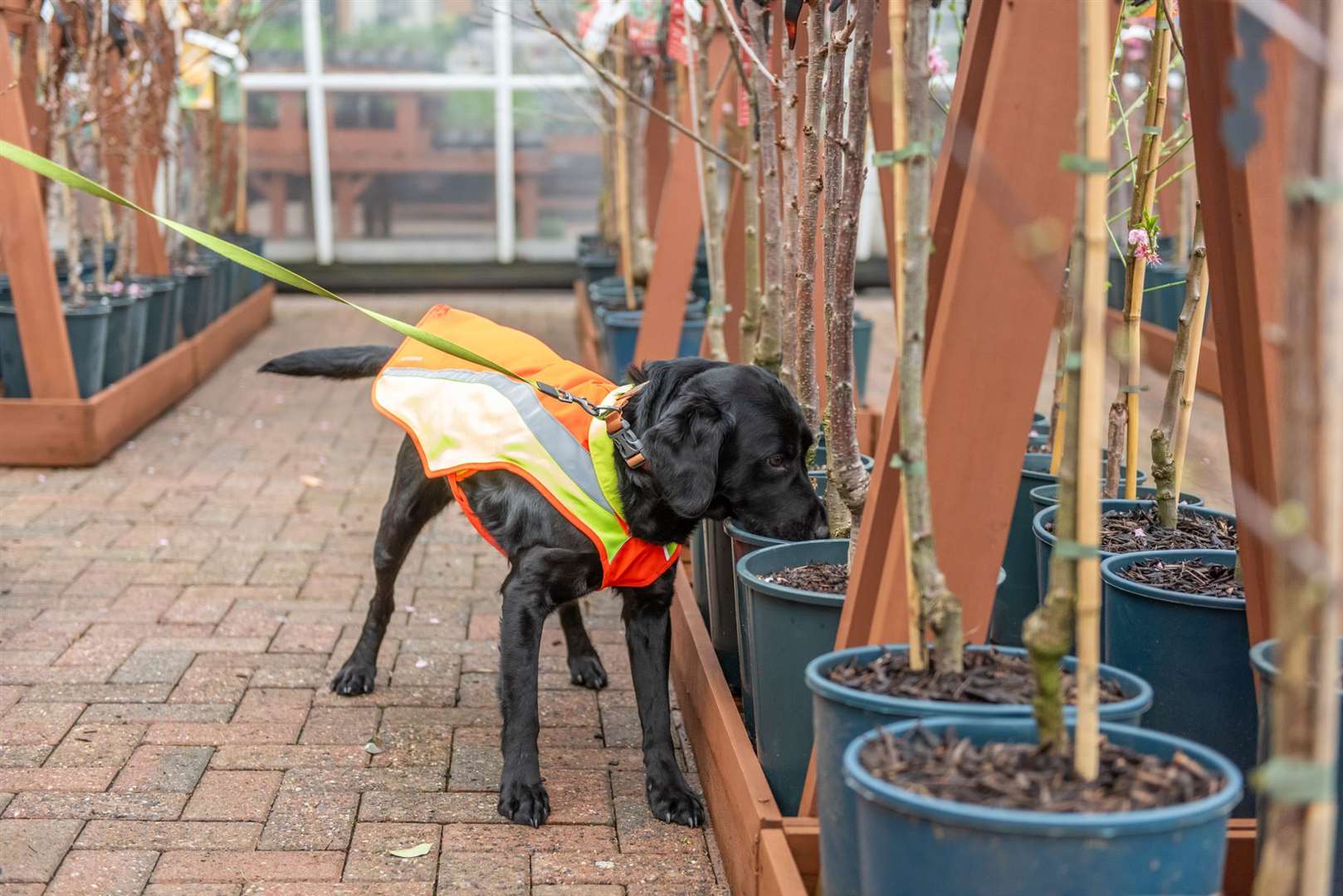 Ivor the sniffer dog is trained at Bents Garden Centre (Forest Research and Canine Assisted Pest Eradication)