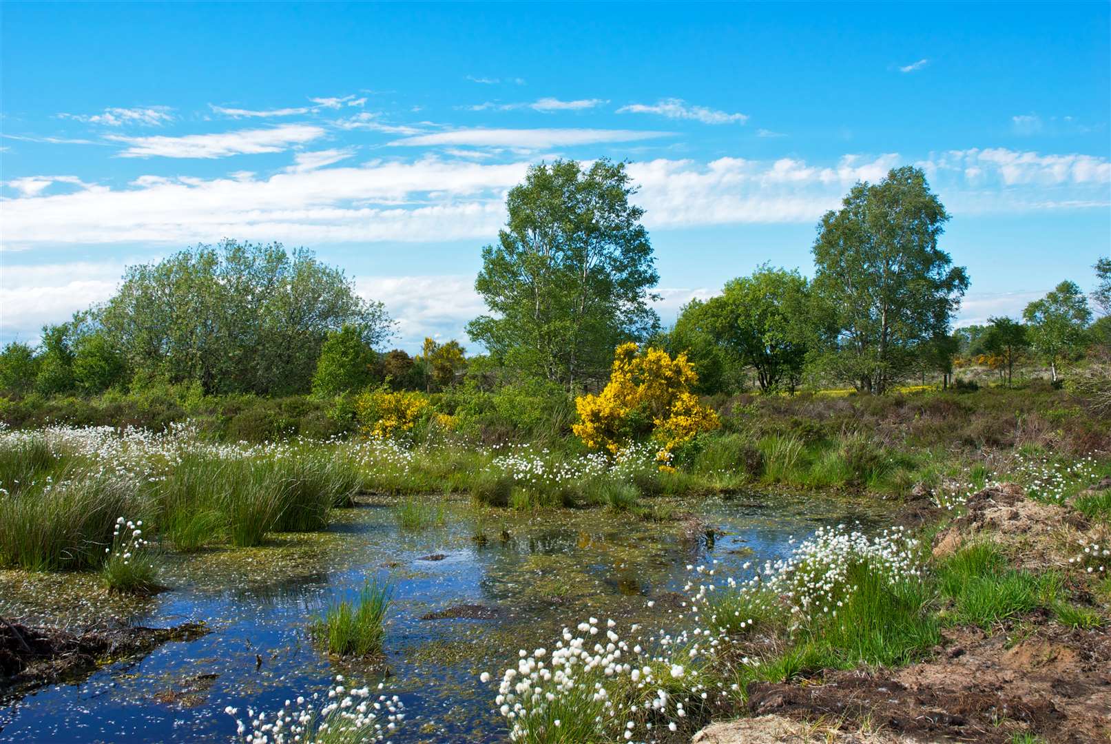 Drumburgh Moss reserve is open but Cumbria Wildlife Trust has closed car parks on its nature reserves due to coronavirus restrictions (John Morrison)