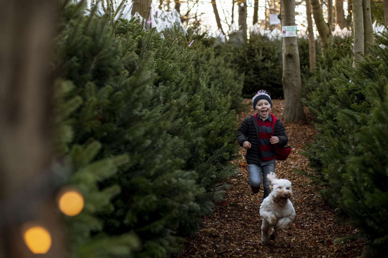 Getting a real Christmas tree can be a family affair