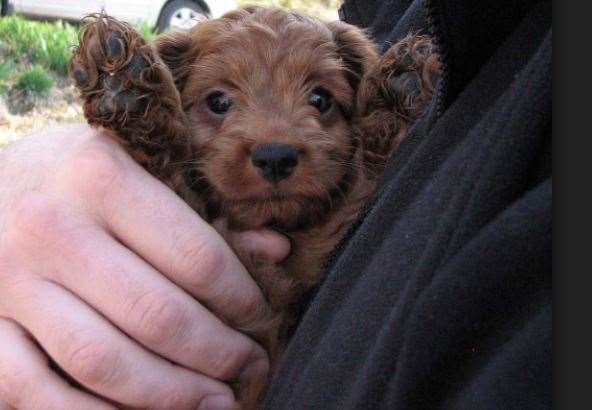 A cockapoo puppy. Stock Image