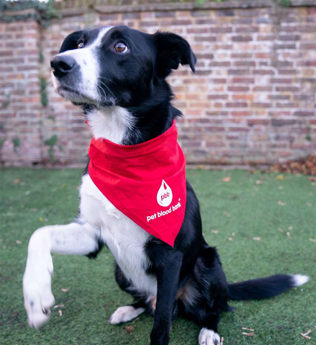 Owners are being asked to volunteer their four-legged friends. Picture: Pennards Vets